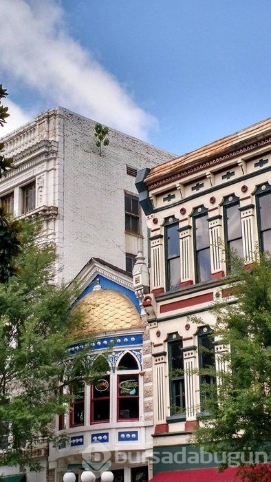 Zorluklara karşı koyan ağaçlar