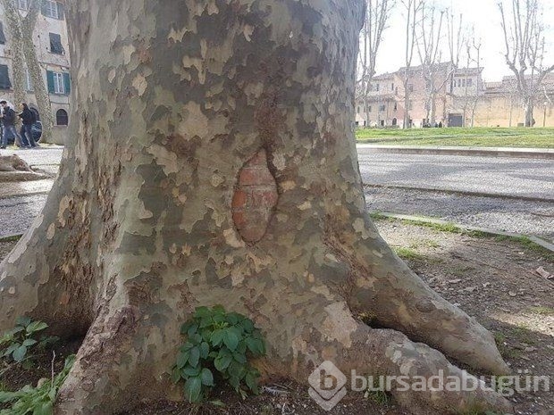Zorluklara karşı koyan ağaçlar