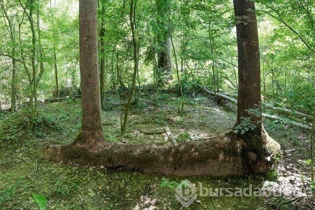 Zorluklara karşı koyan ağaçlar