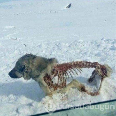 Doğanın vahşi yüzü!