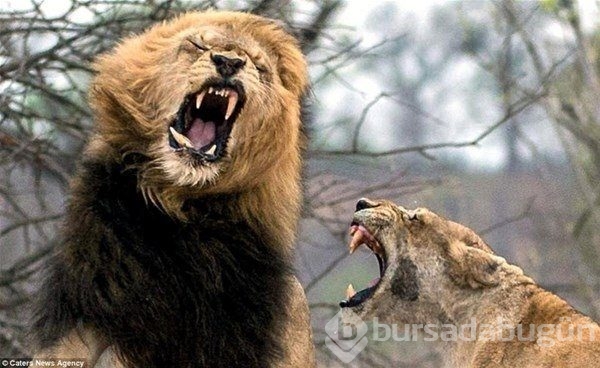 Doğanın vahşi yüzü!