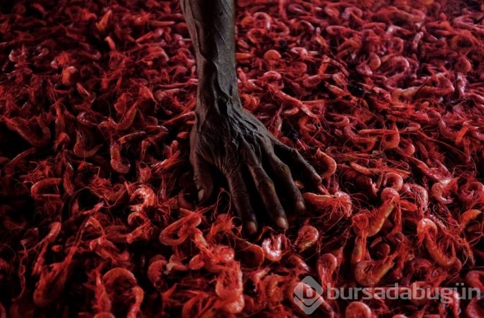 Yılın fotoğrafları