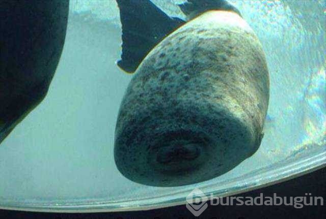 Günün en çok paylaşılan fotoğrafları