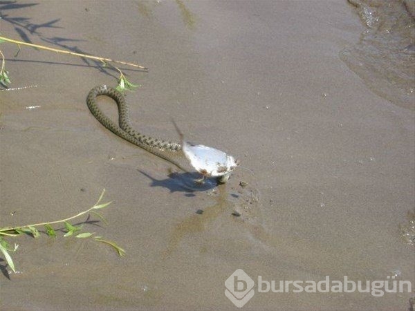 Yılanın balık avı