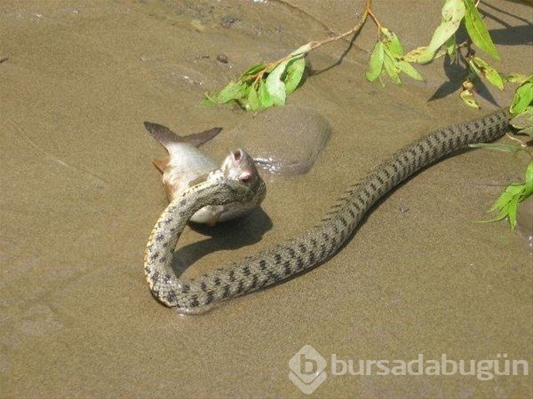 Yılanın balık avı
