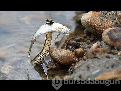 Yılanın balık avı