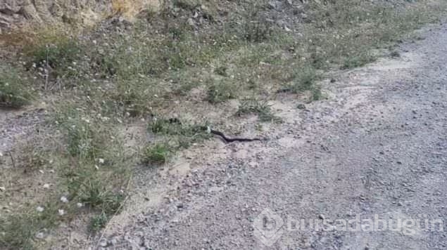 Yılanın balık avı