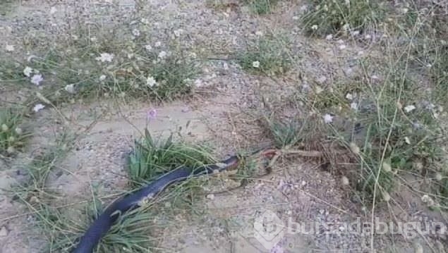 Yılanın balık avı