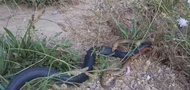 Yılanın balık avı