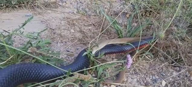 Yılanın balık avı