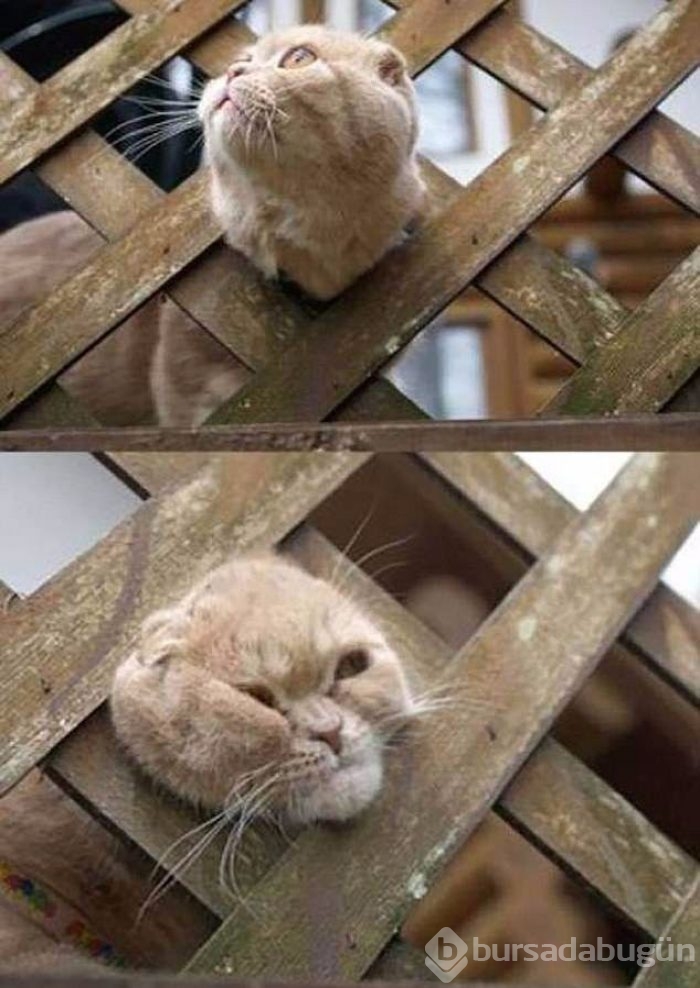 Kötü bir gün geçirdiyseniz bu fotoğraflara bakın