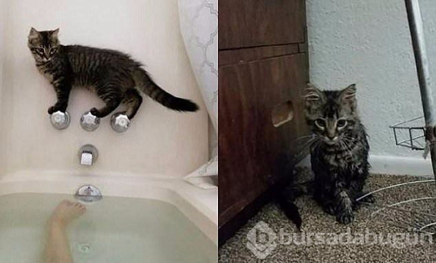 Kötü bir gün geçirdiyseniz bu fotoğraflara bakın
