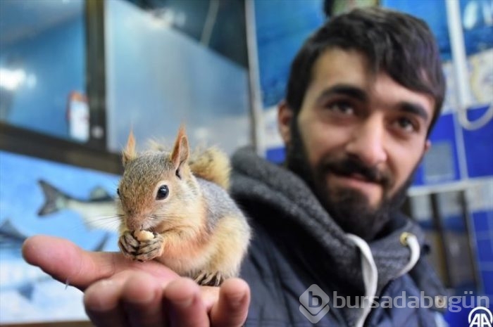 Balıkçı ile sincapların dostluğu