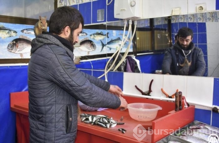 Balıkçı ile sincapların dostluğu