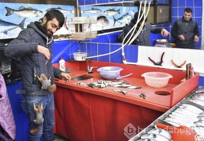 Balıkçı ile sincapların dostluğu