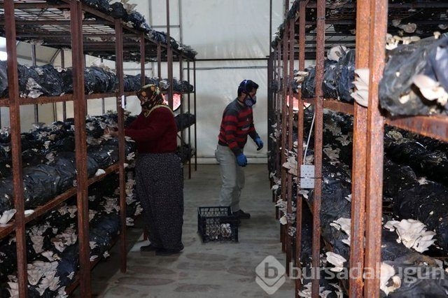 Memurluğu bıraktı patron oldu