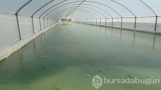 Memurluğu bıraktı patron oldu