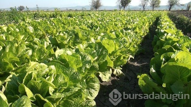 Memurluğu bıraktı patron oldu