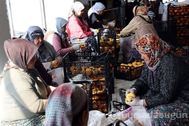 Memurluğu bıraktı patron oldu