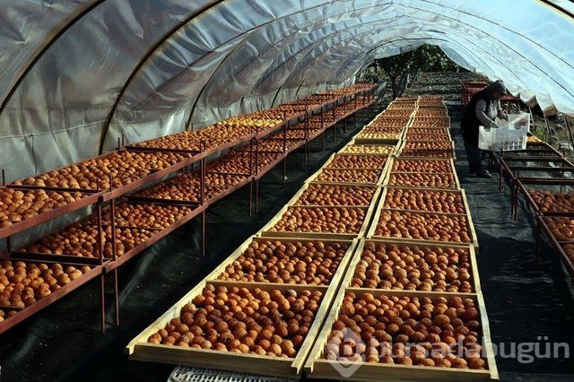 Memurluğu bıraktı patron oldu