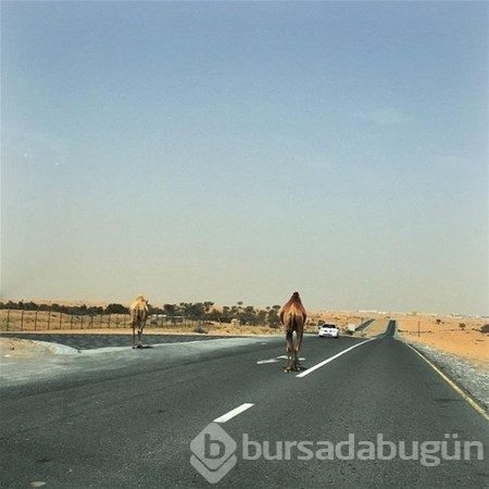 Sadece Dubai`de görebileceğiniz fotoğraflar