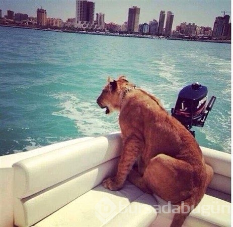 Sadece Dubai`de görebileceğiniz fotoğraflar