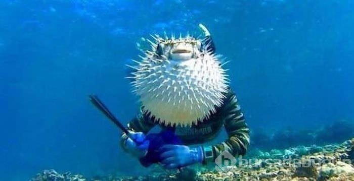 Zamanlaması harika anlar!