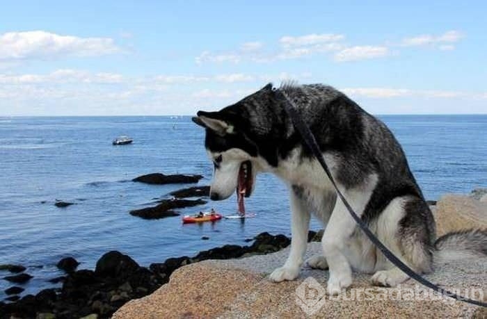 Zamanlaması harika anlar!