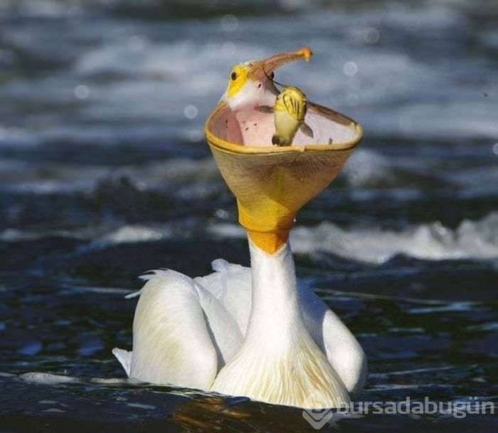 Zamanlaması harika anlar!