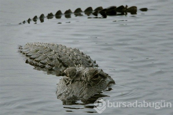 Yüzlerce timsah karaya çıktı