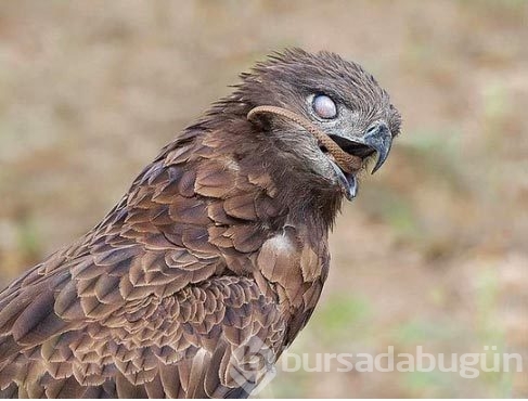 Doğada ürperten anlar
