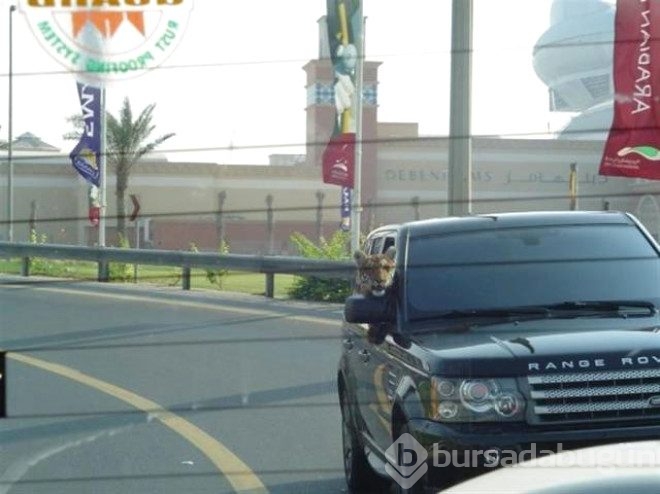 Dubai'den yok artık dedirten kareler