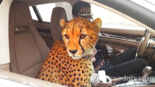 Dubai'den yok artık dedirten kareler