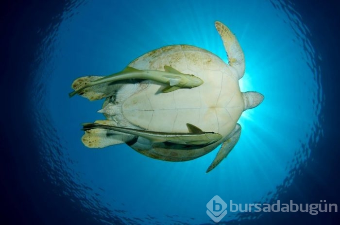 Bu özelliklerini biliyor muydunuz?