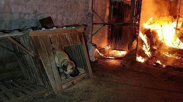 Fabrika yandı, bağlı olan köpeği itfaiye kurtardı
