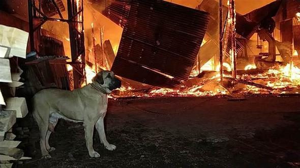 Fabrika yandı, bağlı olan köpeği itfaiye kurtardı
