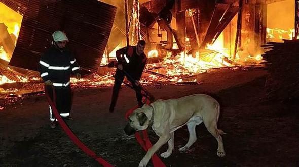 Fabrika yandı, bağlı olan köpeği itfaiye kurtardı
