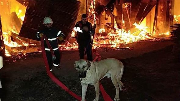 Fabrika yandı, bağlı olan köpeği itfaiye kurtardı
