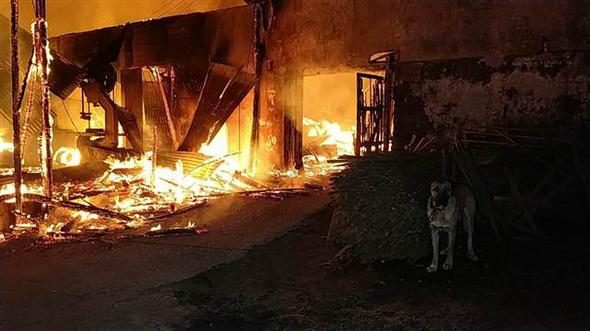 Fabrika yandı, bağlı olan köpeği itfaiye kurtardı
