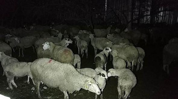 Fabrika yandı, bağlı olan köpeği itfaiye kurtardı
