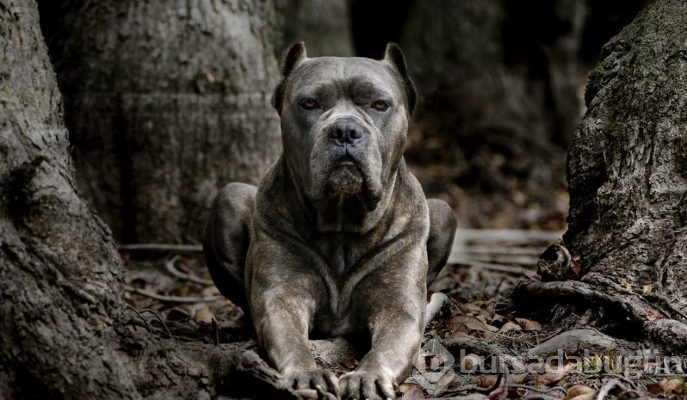 Dünyanın en tehlikeli 13 köpek ırkı