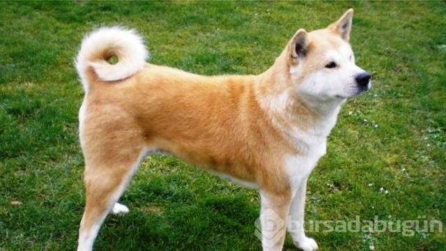 Dünyanın en tehlikeli 13 köpek ırkı
