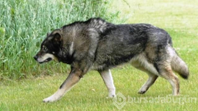 Dünyanın en tehlikeli 13 köpek ırkı