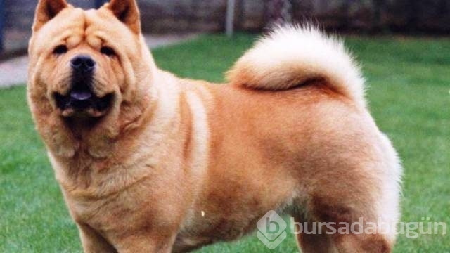 Dünyanın en tehlikeli 13 köpek ırkı