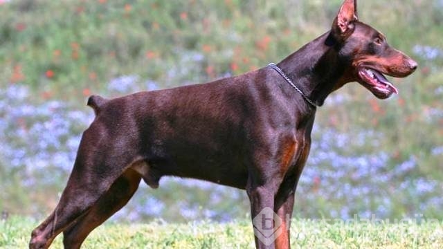 Dünyanın en tehlikeli 13 köpek ırkı
