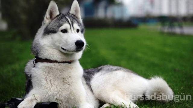 Dünyanın en tehlikeli 13 köpek ırkı