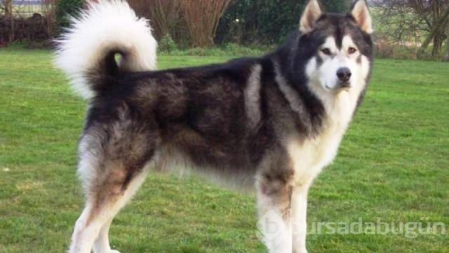 Dünyanın en tehlikeli 13 köpek ırkı