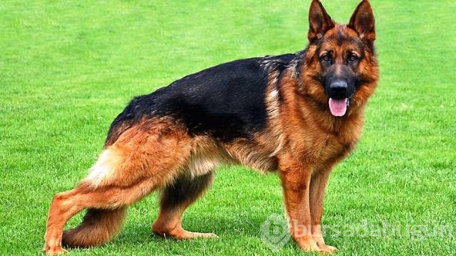 Dünyanın en tehlikeli 13 köpek ırkı