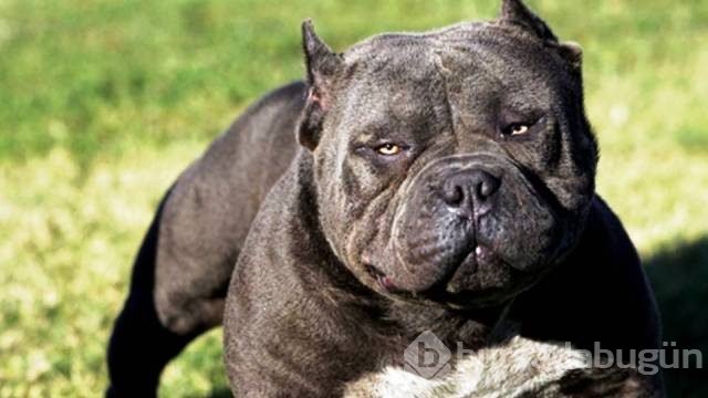 Dünyanın en tehlikeli 13 köpek ırkı
