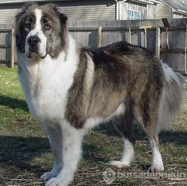 Dünyanın en tehlikeli 13 köpek ırkı
